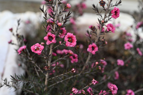 Flowering trees in December in Japan