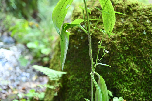 葉っぱ,アケボノソウ,あけぼのそう,曙草