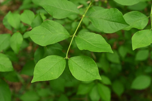 葉っぱ,ミヤマウグイスカグラ,植物
