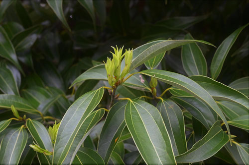 にっけいの木,新芽,ニッケイ