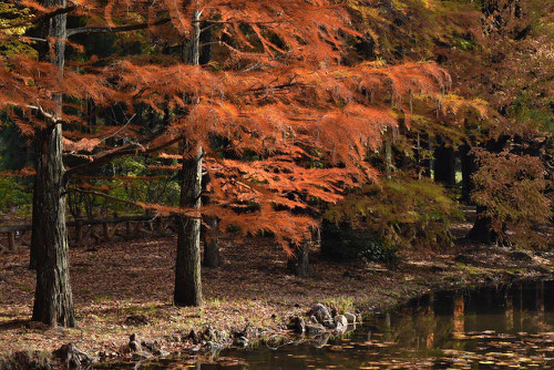ラクウショウ 紅葉