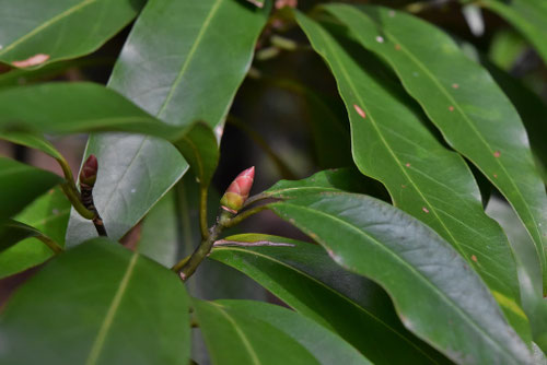 青樫,樹木,あおがし,アオガシ