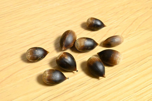 つぶらじい