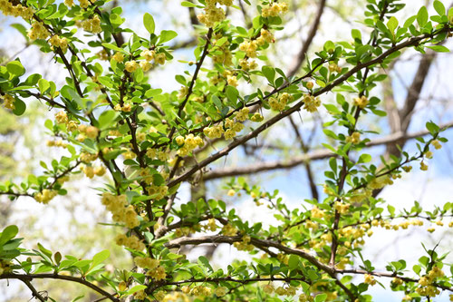 メギ,めぎ,開花時期,植物