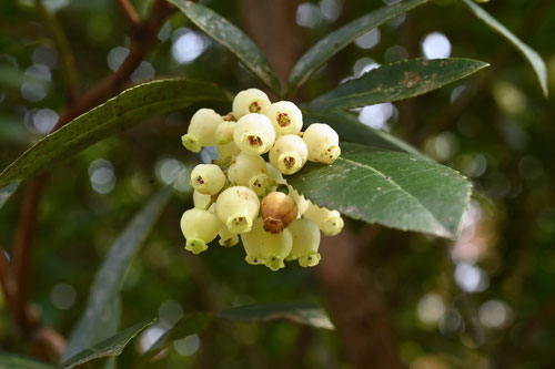 ひめいちごのき,花,ヒメイチゴノキ