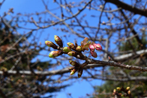 河津桜,かわず,つぼみ,かわずだくら