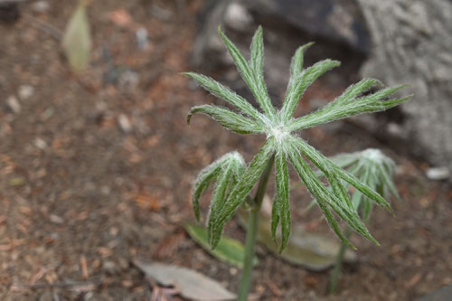 やぶれがさ,植物