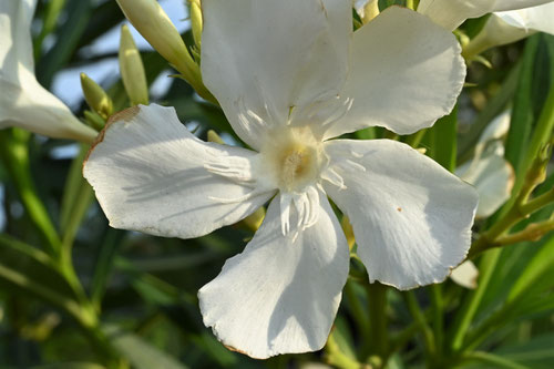 夾竹桃の花,きょうちくとう