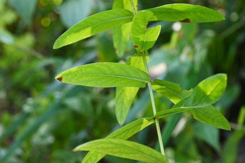 くさびよう,植物