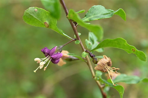 ９月に咲く紫の花,木