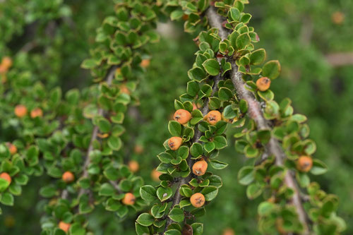 Rockspray cotoneaster