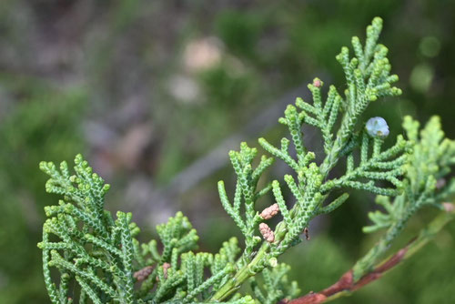 かいづかいぶき,Dragon Juniper,カイズカイブキ