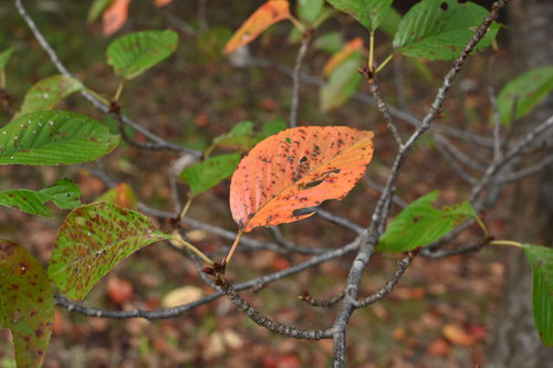 いもせざくら,紅葉