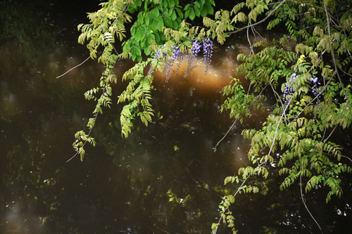 Japanese wisteria,Japanese wiistaria