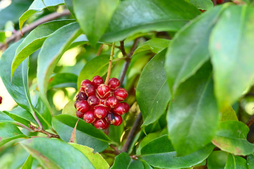 つぶつぶの実,赤い実,木の名前