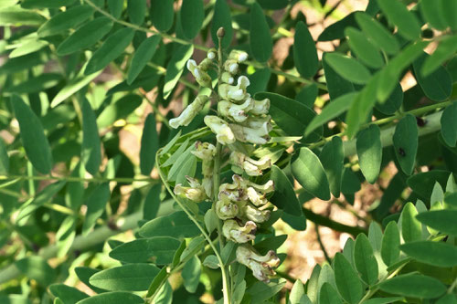 kurara,flower