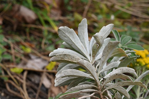 葉,イソギク,いそぎく,磯菊