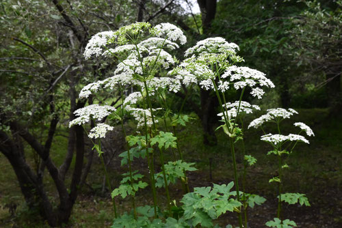 はなうど,植物,ハナウド