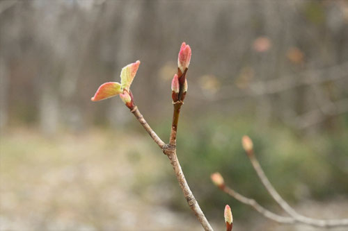 Lime-leaved maple