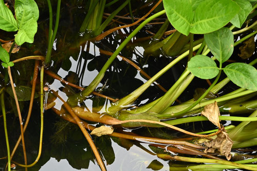 みつがしわ,植物