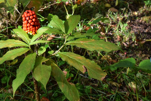 マムシグサ,実,まむしぐさ,植物,育て方