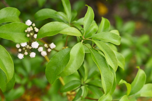 あめりかしゃくなげ,植物,かるみあ