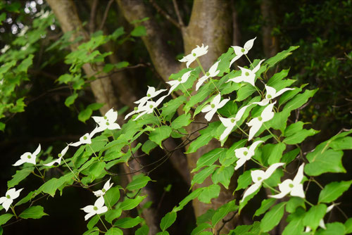 ヤマボウシ,山法師,Japanese flowering dogwood