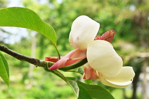 ホオノキに似ている花の名前