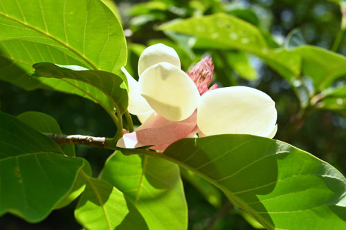 ホオノキに似ている花の名前