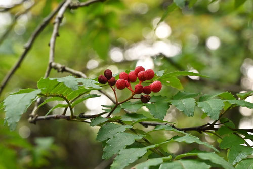 Japanese pepper tree,さんしょう