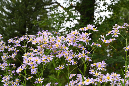 Tatarian aster