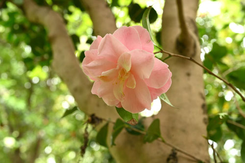 やぶつばき,ヤブツバキ