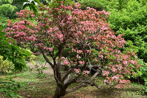 カルミアの開花時期,かるみあ