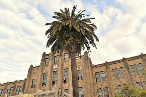 Phoenix canariensis