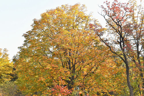トチノキ 紅葉