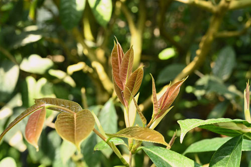 きんかちゃ,植物,キンカチャ
