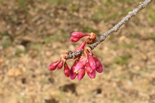 寒緋桜,カンヒザクラ,かんひざくら,つぼみ,ツボミ