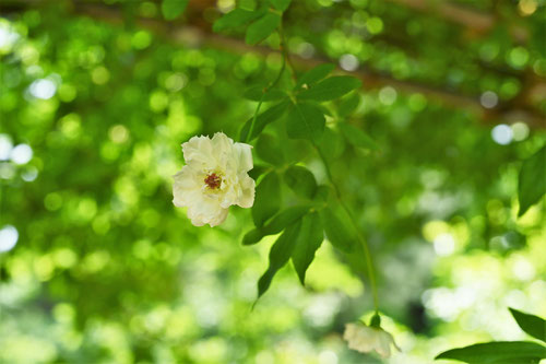 花が白いもっこうばら,もっこうばら