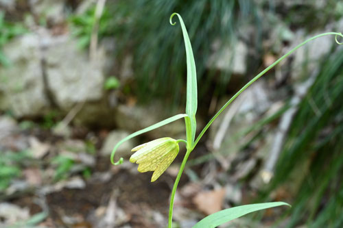 バイモ,ばいも,Checkered lily/Fritillary