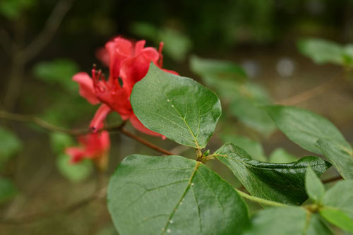 神宮つつじ,植物