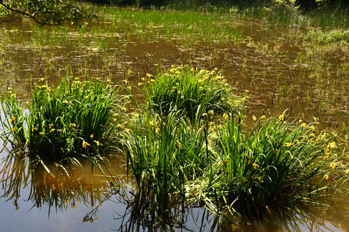 Yellow iris,Yellow flag