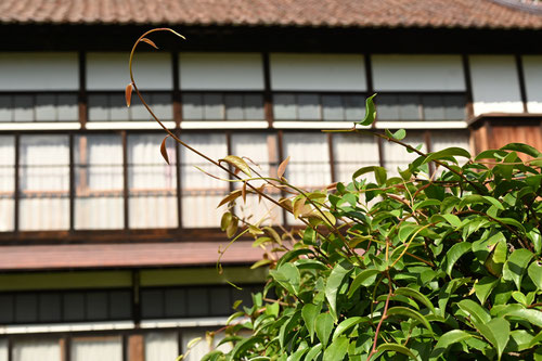 さねかずら,びなんかずら,植物