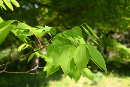 深山ふじき,植物,ユクノキ,ゆくのき