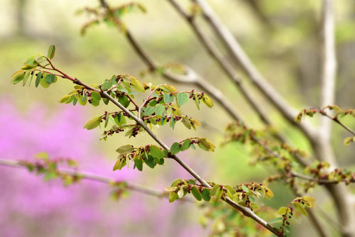 こばんのき,植物