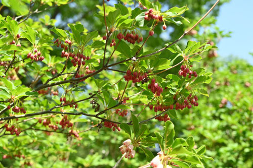 べにさらさどうだん,庭木
