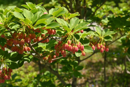 べにさらさどうだん,庭木