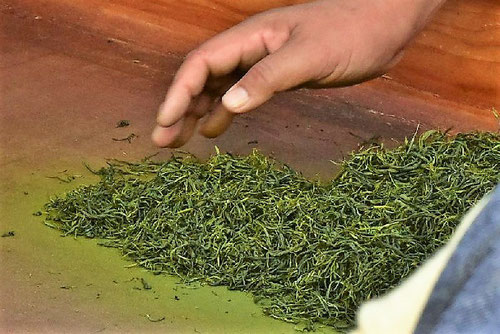 お茶の葉,tea tree