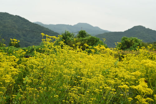 女郎花の黄色い花,オミナエシ,おみなえし
