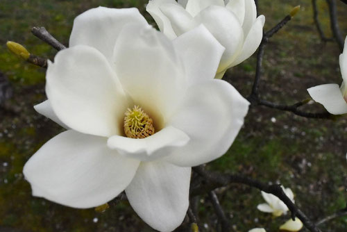 magnolia in Japan