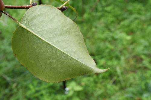 Japanese pear tree